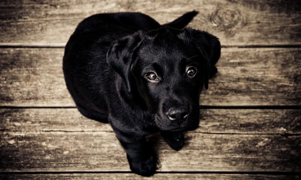 puppy-336707_640